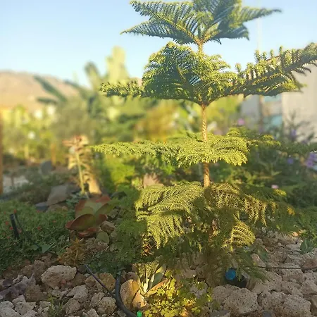 Asociacion Deportiva Tagoror Los Olivitos Campsite Costa Adeje (Tenerife)